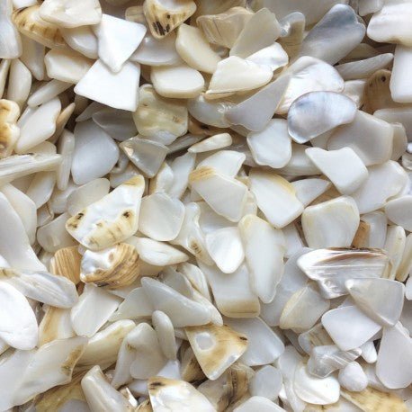 Concha de Nácar Polígono